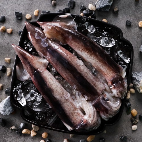 동해안 초코오징어 1kg 4~5미내외통찜용 오징어 횟감 오징어 무침회